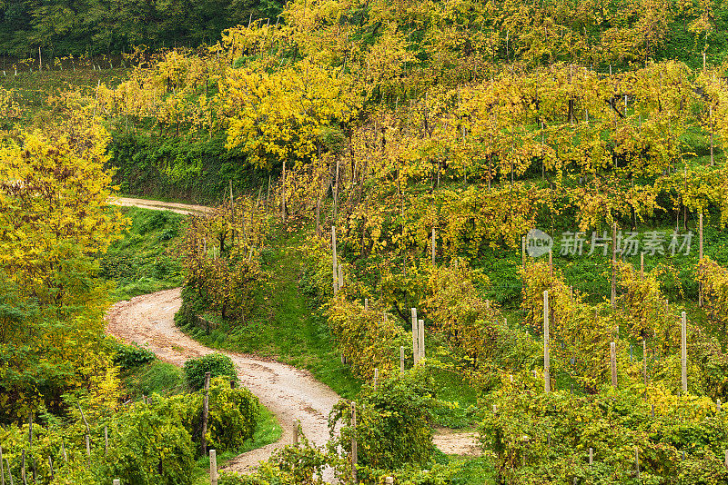 Farra di Soligo -在秋天穿过葡萄园，5